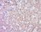 Lysine Demethylase 5A antibody, orb184677, Biorbyt, Immunohistochemistry paraffin image 