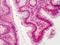 Caspase 14 antibody, orb86709, Biorbyt, Immunohistochemistry paraffin image 