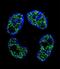 FRAT Regulator Of WNT Signaling Pathway 2 antibody, LS-C166250, Lifespan Biosciences, Immunofluorescence image 