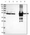 Glutamate dehydrogenase antibody, NBP2-54715, Novus Biologicals, Western Blot image 