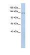 Transmembrane Protein 132B antibody, NBP1-91364, Novus Biologicals, Western Blot image 