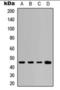 Keratin 20 antibody, orb360717, Biorbyt, Western Blot image 