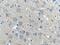 Apurinic/Apyrimidinic Endodeoxyribonuclease 1 antibody, 25133-1-AP, Proteintech Group, Immunohistochemistry frozen image 