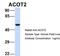 Acyl-CoA Thioesterase 2 antibody, NBP1-70402, Novus Biologicals, Western Blot image 