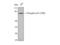 Tumor Protein P73 antibody, STJ90378, St John