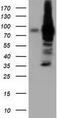 Von Willebrand Factor A Domain Containing 5A antibody, GTX83420, GeneTex, Western Blot image 