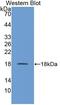 Neurotrophin 4 antibody, MBS2026539, MyBioSource, Western Blot image 