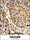 ADAM Metallopeptidase Domain 9 antibody, 62-910, ProSci, Immunohistochemistry paraffin image 