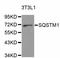 Sequestosome 1 antibody, abx126643, Abbexa, Western Blot image 