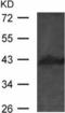 Mitogen-Activated Protein Kinase Kinase 4 antibody, TA321550, Origene, Western Blot image 