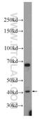 Transmembrane Protein 59 antibody, 24134-1-AP, Proteintech Group, Western Blot image 