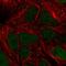 TIMELESS-interacting protein antibody, HPA058799, Atlas Antibodies, Immunofluorescence image 