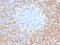 CD5 Molecule antibody, GTX18024, GeneTex, Immunohistochemistry paraffin image 
