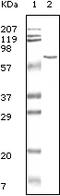 Albumin antibody, 32-122, ProSci, Enzyme Linked Immunosorbent Assay image 