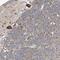 Endoplasmic Reticulum Lectin 1 antibody, NBP1-86802, Novus Biologicals, Immunohistochemistry frozen image 