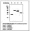 His tag antibody, LS-C62160, Lifespan Biosciences, Western Blot image 