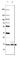 Myelin Basic Protein antibody, AMAb91064, Atlas Antibodies, Western Blot image 