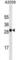 Melan A antibody, abx025499, Abbexa, Western Blot image 