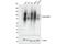 Solute Carrier Family 3 Member 2 antibody, 94274S, Cell Signaling Technology, Western Blot image 
