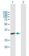 Transcription Elongation Factor A Like 2 antibody, H00140597-B01P, Novus Biologicals, Western Blot image 