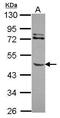 Matrix Metallopeptidase 8 antibody, GTX113780, GeneTex, Western Blot image 