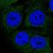 Thyroid Hormone Receptor Interactor 13 antibody, NBP2-38690, Novus Biologicals, Immunocytochemistry image 