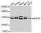 Ring Finger Protein 20 antibody, STJ25372, St John