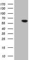 Fms Related Tyrosine Kinase 1 antibody, LS-C791015, Lifespan Biosciences, Western Blot image 