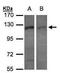 Exportin 7 antibody, PA5-21423, Invitrogen Antibodies, Western Blot image 