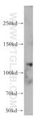 Eukaryotic Translation Initiation Factor 3 Subunit C antibody, 12733-1-AP, Proteintech Group, Western Blot image 