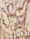 Opioid Related Nociceptin Receptor 1 antibody, FNab05997, FineTest, Immunohistochemistry paraffin image 