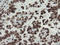 TLE Family Member 1, Transcriptional Corepressor antibody, LS-C336953, Lifespan Biosciences, Immunohistochemistry paraffin image 