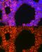 CD70 antigen antibody, GTX53916, GeneTex, Immunofluorescence image 
