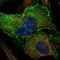 BAI1 Associated Protein 2 antibody, NBP1-88711, Novus Biologicals, Immunofluorescence image 