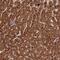 Coronin 1C antibody, NBP1-85506, Novus Biologicals, Immunohistochemistry frozen image 