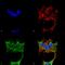 Synaptotagmin 6 antibody, MA5-27599, Invitrogen Antibodies, Immunofluorescence image 