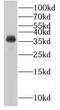 Phospholipid Scramblase 4 antibody, FNab06562, FineTest, Western Blot image 