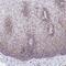 Mitochondrial Ribosomal Protein L3 antibody, NBP2-13613, Novus Biologicals, Immunohistochemistry frozen image 
