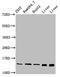 Peptidylprolyl Cis/Trans Isomerase, NIMA-Interacting 4 antibody, LS-C672158, Lifespan Biosciences, Western Blot image 