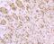 Mitogen-Activated Protein Kinase Kinase Kinase 7 antibody, NBP2-67180, Novus Biologicals, Immunohistochemistry paraffin image 