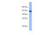 TRAF2 And NCK Interacting Kinase antibody, ARP48771_P050, Aviva Systems Biology, Western Blot image 