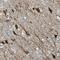 Jade Family PHD Finger 3 antibody, HPA006007, Atlas Antibodies, Immunohistochemistry frozen image 