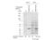 Inhibitor Of Growth Family Member 4 antibody, A02664, Boster Biological Technology, Western Blot image 