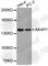 A-Kinase Anchoring Protein 1 antibody, A5943, ABclonal Technology, Western Blot image 