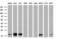 Transmembrane Protein 80 antibody, M18253, Boster Biological Technology, Western Blot image 