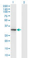 Dynein Axonemal Light Intermediate Chain 1 antibody, LS-C198497, Lifespan Biosciences, Western Blot image 