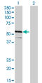 Interferon Regulatory Factor 4 antibody, LS-B4362, Lifespan Biosciences, Western Blot image 