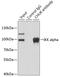 Component Of Inhibitor Of Nuclear Factor Kappa B Kinase Complex antibody, 18-473, ProSci, Immunoprecipitation image 