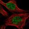 RAD18 E3 Ubiquitin Protein Ligase antibody, NBP2-58893, Novus Biologicals, Immunofluorescence image 