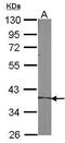 Serpin Family B Member 5 antibody, PA5-27196, Invitrogen Antibodies, Western Blot image 